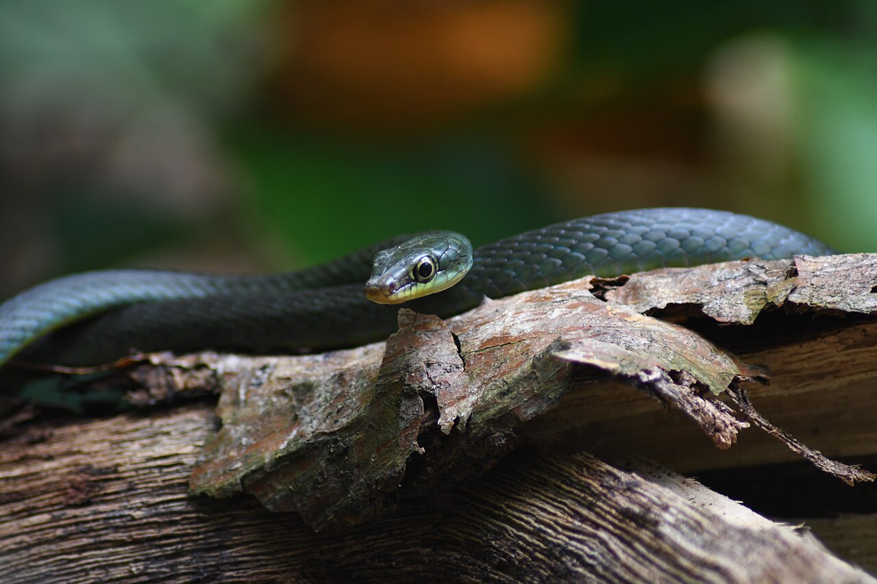 Philothamnus thomensis. Endemic snake of São Tomé in the Obô Natural Park