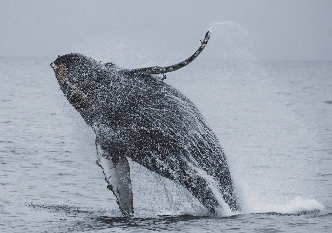 De Julho a Setembro o Atlântico ao Largo de São Tomé Transforma-se num Palco de Avistamento de Baleias Whale