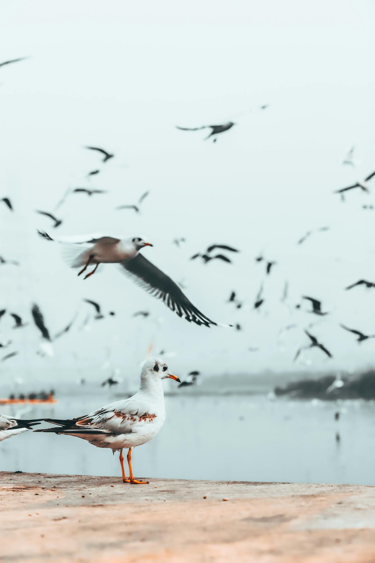 Birds