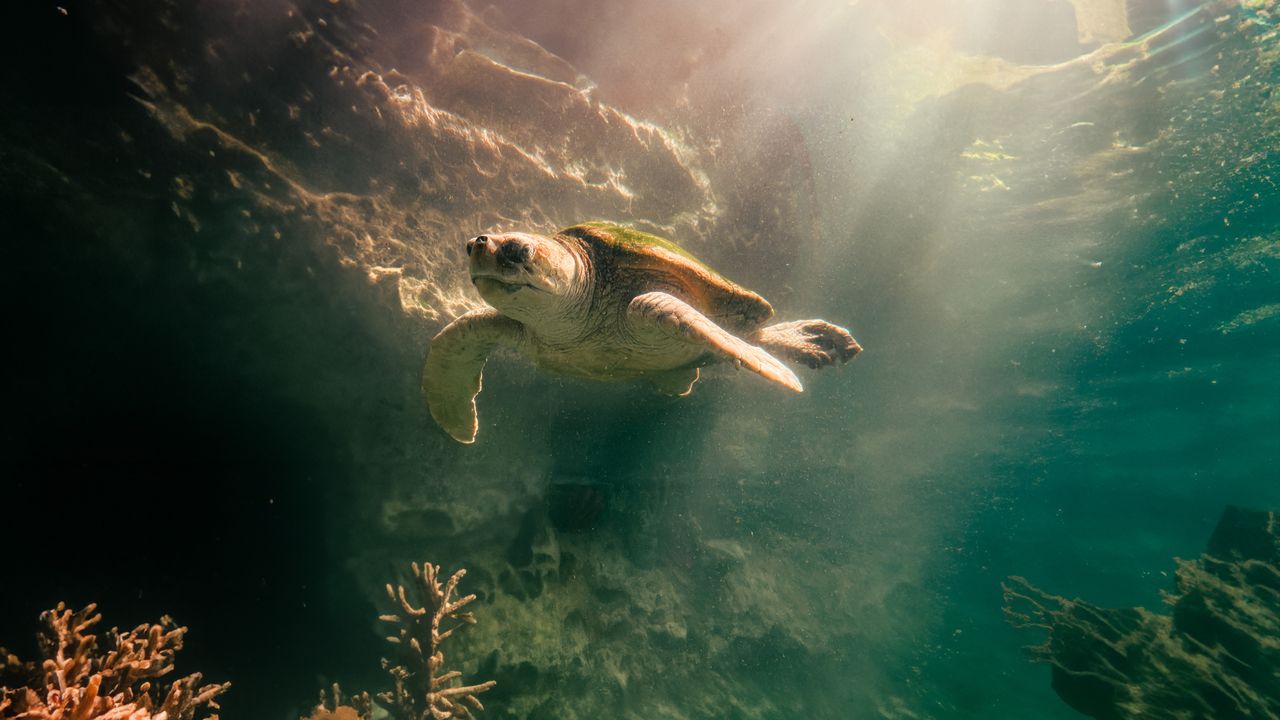 Sea Turtles